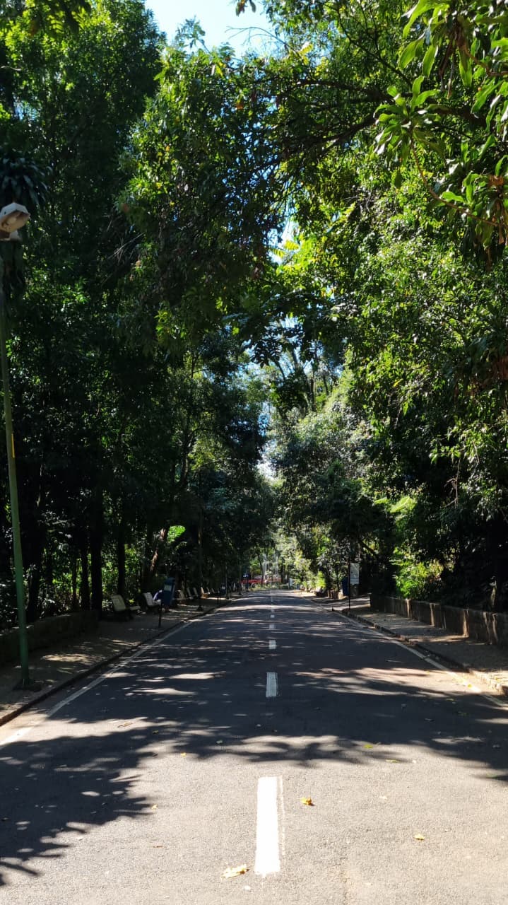 Bosque dos Jequitibás
